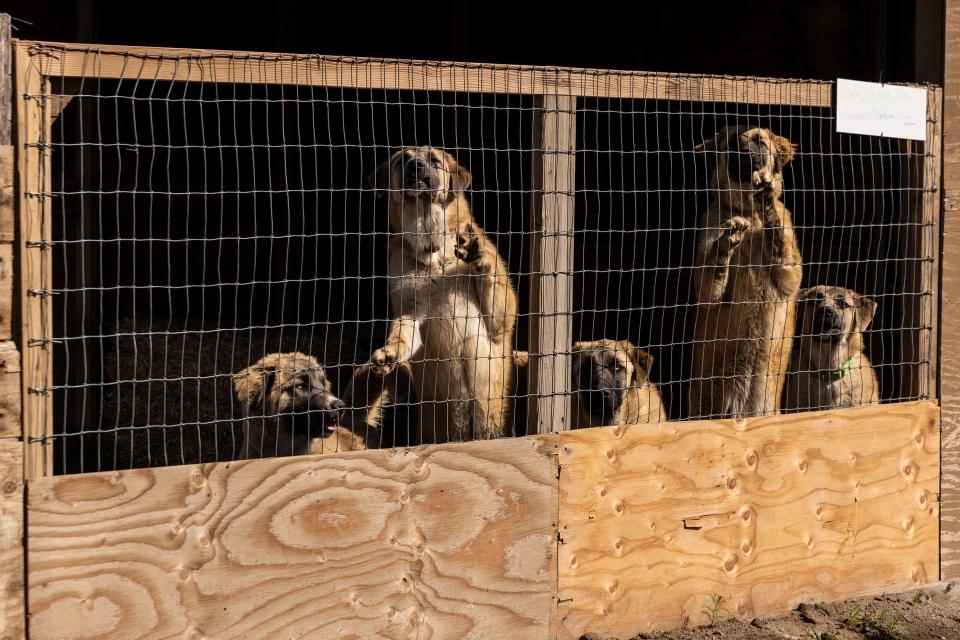 Rescue Ranch in Siskiyou County, at the northern border of California, helps prepare dogs for adoption. Many were rescued from illegal cannabis grows.