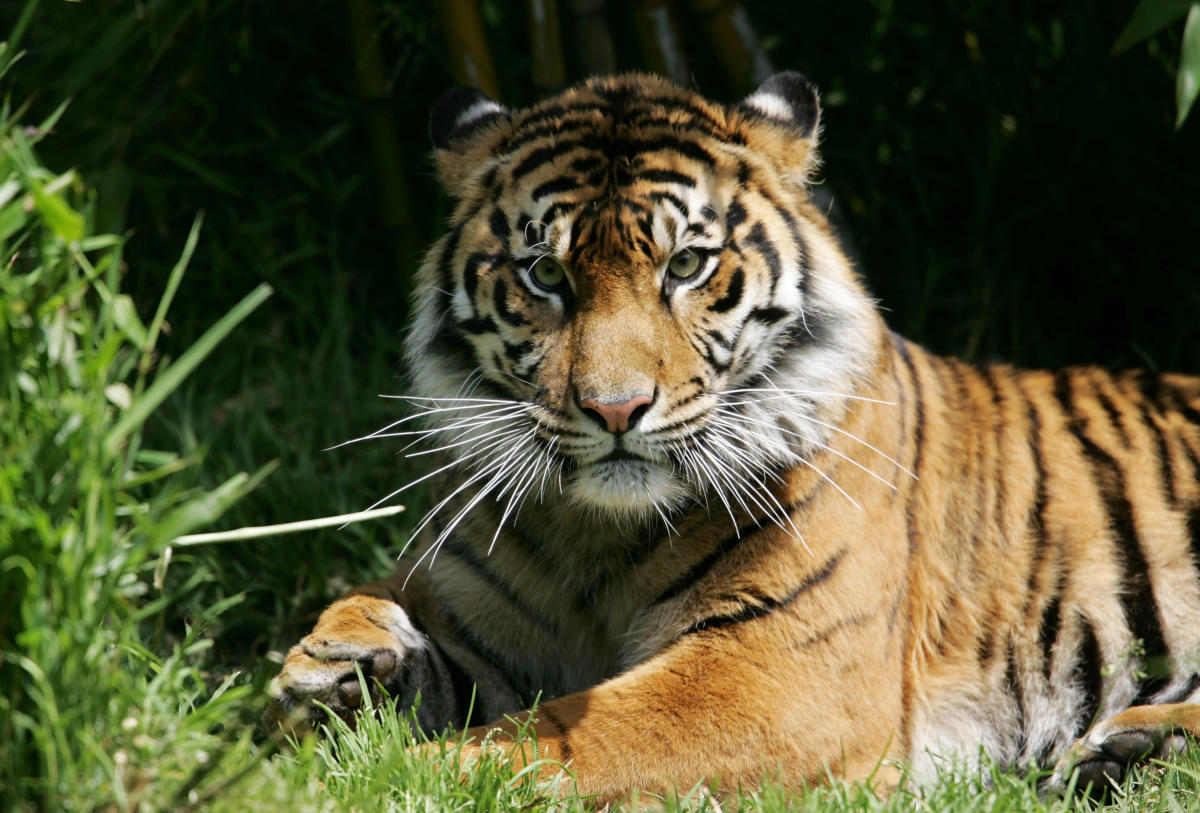 Un tigre de 14 ans à Columbus, Ohio, un zoo décède après avoir contracté Covid