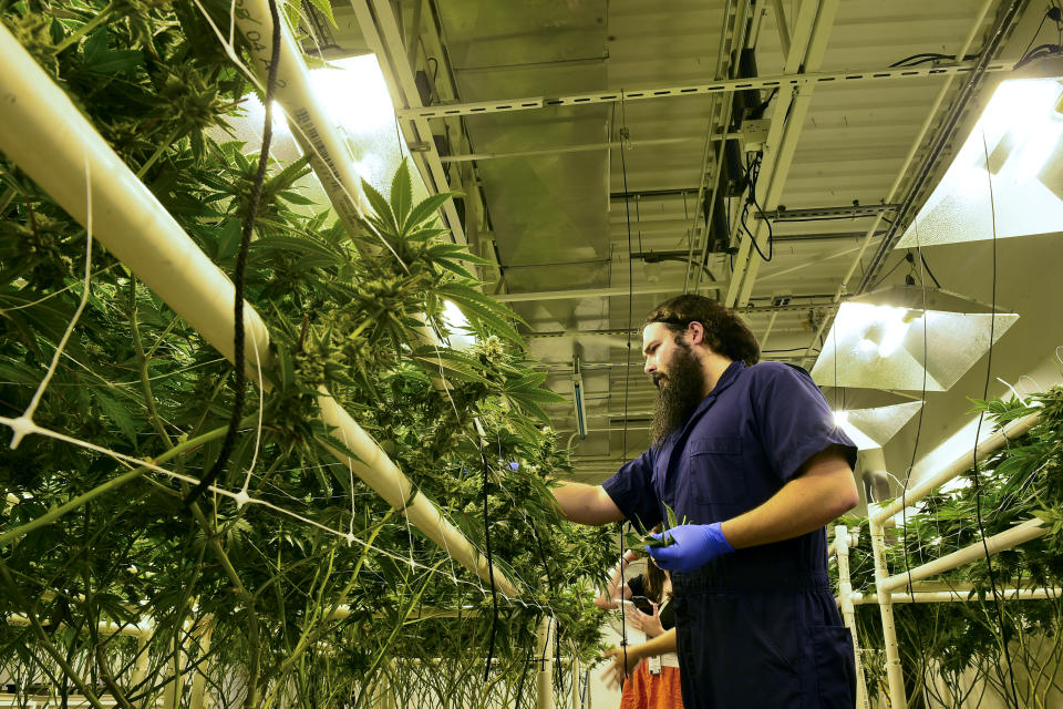 Nick Vota, grow manager, tends to marijuana plants inside Garden State Dispensary in New Jersey.  Photo by Natalie Kolb 6/22/2017 (Photo By Lauren A. Little/MediaNews Group/Reading Eagle via Getty Images)