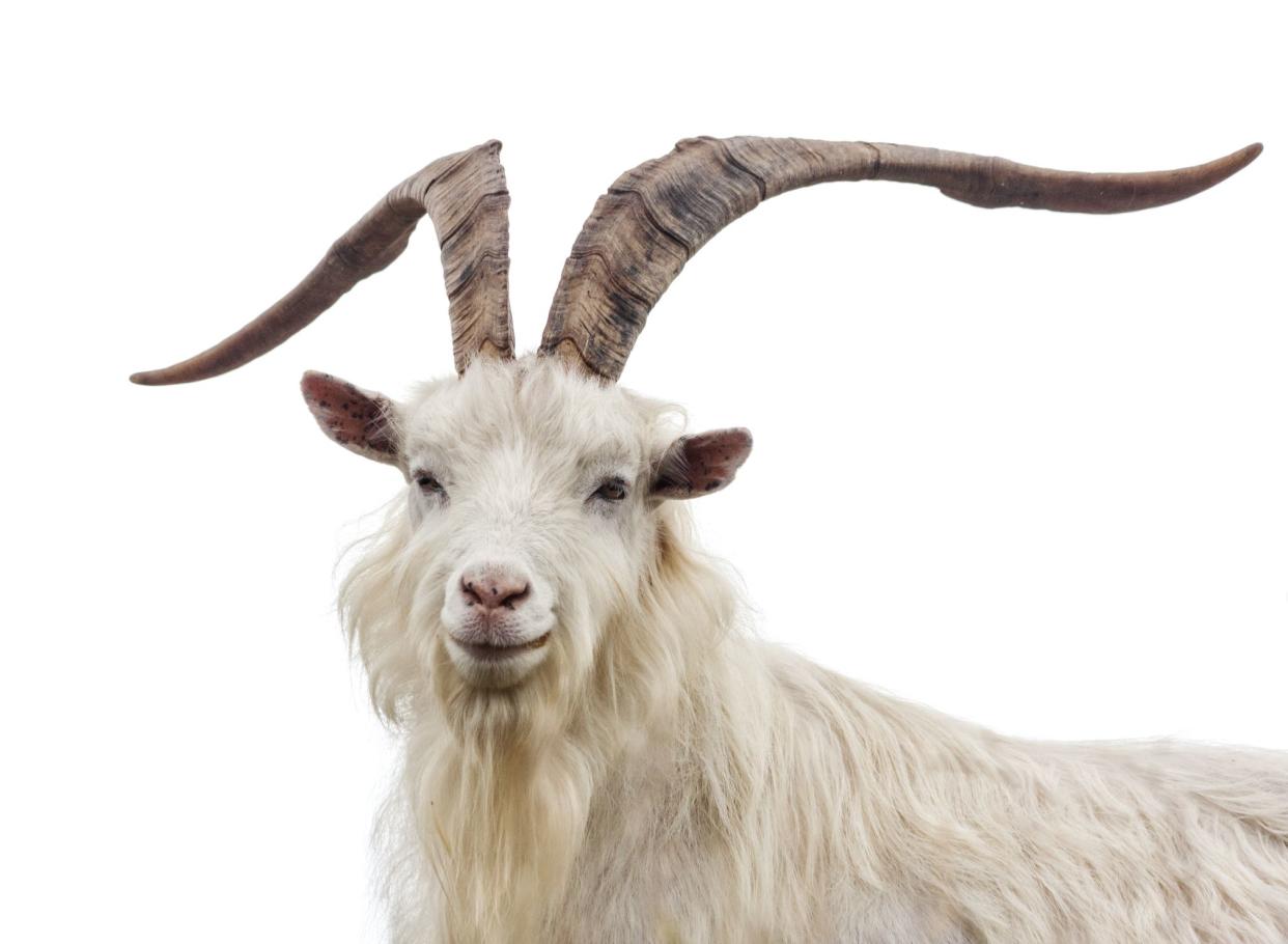 Portrait of  a Cashmere billy-goat against white background