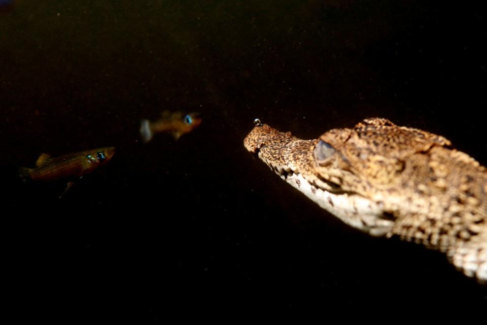 A Cuban crocodile swims with fishes after being released into the wild in Zapata swamp (Reuters)
