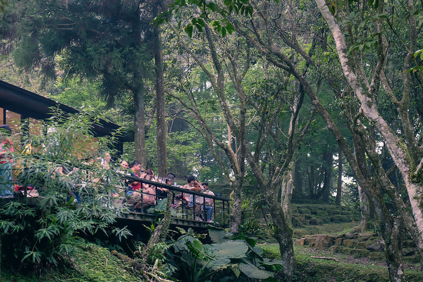 新北三峽｜熊空茶園