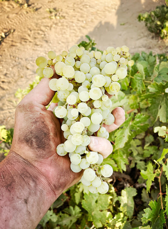<p>Courtesy of LARWC</p><p>This is vineyard is a wonder for all of us who work with it. </p><p>Owner & Winemaker Abe Schoener first heard about the site in the Fall of 2019, but could never find it, nor convince anyone to tell him just where it was. Then, at the end of harvest 2019, Fidel Guerra took Abe & Christina Rasmussen from Maglite to the Palomino, about 15 minutes away. It is on the edge of the amazing, and huge, Lopez Zinfandel Vineyard, but down a side-street, and somehow we never spotted the golden canes or yellow fruit.</p><p>The team had pruned about 5 acres of the vineyard in the winter preceding harvest 2021 and did a beautiful job. The next year, they returned and pruned slightly less of the vineyard during the winter of 2022. By then the LARWC team was in love with the vineyard and its fruit that they decided to make their own wine in 2022 from 100% of the unpruned section. This is also the oldest section of the vineyard, planted on its own roots about 1912.</p><p>The wine is serious, almost severe. The wine reminds Abe of old-school Chablis, before global warming began to have its effect on the region. The wine is noble, structured, and high in acid. It has little in common with sherry, but much in common with the new-school Palominos being made now in Spain. Who would have thought that you could make such excellent, even classical, white wine just outside of Los Angeles? Only 72 cases produced. </p><p><a href="https://scholium.securecheckout.com/product/detail/LARWCO-22-LP.html" rel="nofollow noopener" target="_blank" data-ylk="slk:Click here to purchase;elm:context_link;itc:0;sec:content-canvas" class="link ">Click here to purchase</a></p>