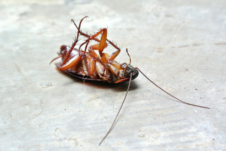 Try going to sleep after seeing one of these in your home. <a href="http://www.huffingtonpost.com/2011/09/06/how-to-get-rid-of-roaches_n_965145.html" target="_hplink">Here are a few common methods</a> to get rid of them that work...and a few commonly-suggested methods that don't work