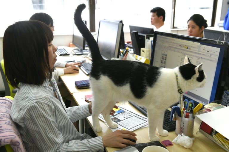 A cat walks across the desk at an IT office in Tokyo, where felines help alleviate stress and anxiety