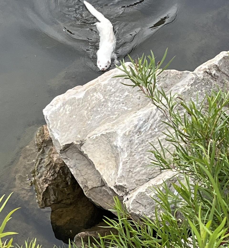 An albino mink is seen swimming by the Port Washington Marina on July 9, 2024.