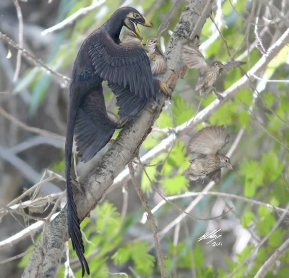 During the Cretaceous Period, around 120 million years ago, the feathered dinosaur Microraptor pounces on a nest of primitive birds (Sinornis) in what is now northern China, in this artist's conception.