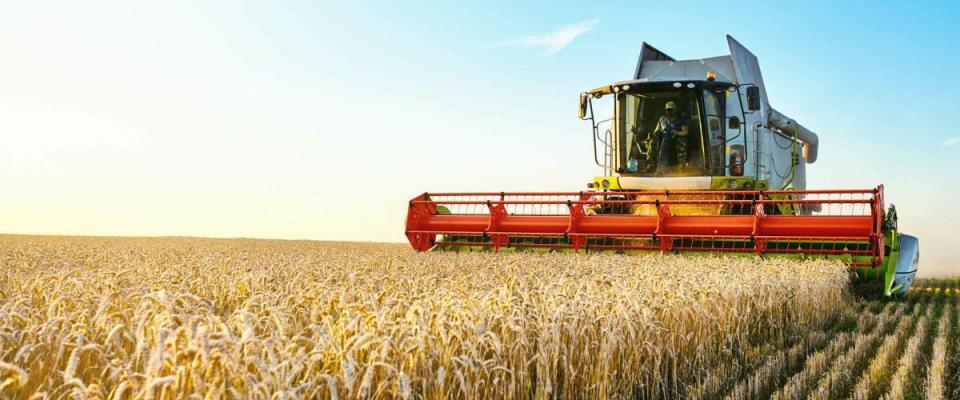 Combine harvester harvests ripe wheat. agriculture