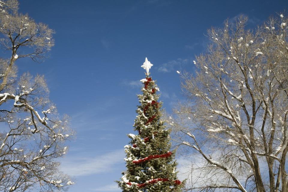 New Mexico: Taos City Square Christmas Tree