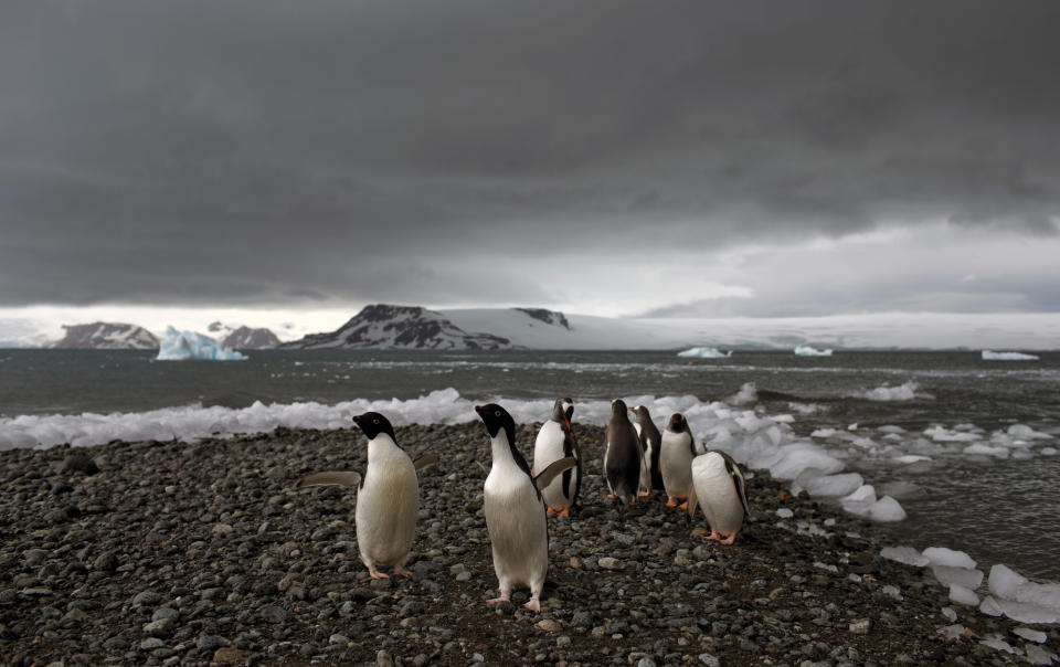 ARCHIVO - Pingüinos caminan por la orilla de Bahía Almirantazgo en Antártida, el 27 de enero de 2015. Un nuevo estudio publicado el martes 8 de agosto de 2023 concluyó que la Antártida ya está siendo afectada y seguirá registrando fenómenos meteorológicos extremos, un resultado conocido del cambio climático provocado por la especie humana. (AP Foto/Natacha Pisarenko, Archivo)