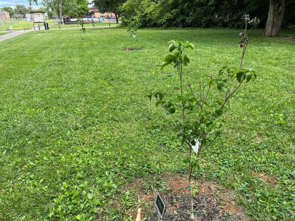A row of newly planted dogwood trees in West Hills Park near Sheffield Drive is shown on April 30, 2024. The trees were dedicated to longtime West Hills Community Association volunteers.