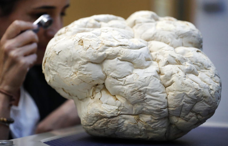 Scientist Laura Martinez-Suz examines the Calvatia Gigantea fungus, one of the biggest once also called puffball, at Kew Gardens' fungarium in London, Tuesday, Sept. 11, 2018. Kew's first ever State of the World's Fungi report, is the first of its kind outlining the global state of fungi, reveals how important fungi are to all life on Earth. From those that cause havoc, to those that can heal and provide security to communities across the world, it presents the major issues affecting their diversity and abundance. (AP Photo/Frank Augstein)