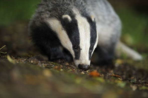 Angry badger puts Stockholm hotel on lockdown (video)