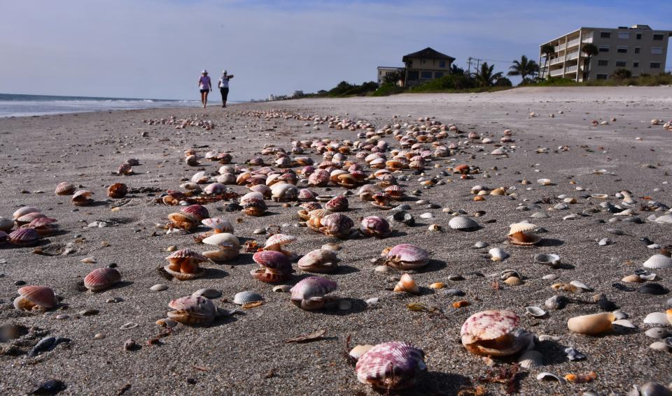 Thousands of calico scallops are washing up on the beach in Satellite Beach in clusters. These beach walkers were stopping to throw some of the ones still alive back into the ocean. This cluster was just south of Pelican Beach Park on Friday. Florida wildlife biologists said they are investigating the event but don't know yet what caused so many to wash in. They speculate it could have been wind and waves but there were no other species that washed in, indicating that something that specifically impacts scallops might be going on.