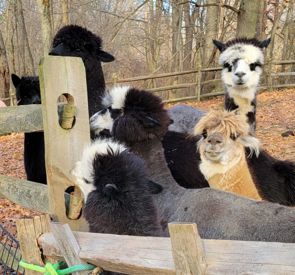 Eyewitnesses to the escape. These alpacas watched the donkeys on their animal-rescue farm tear apart their fence and flee late Tuesday night.
