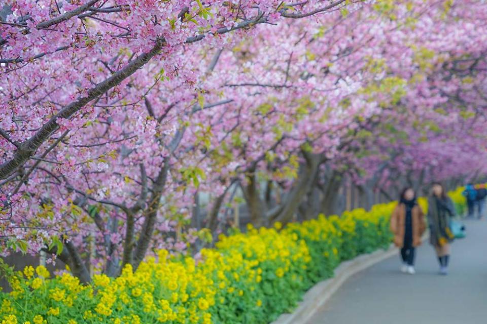 三浦海岸（Image Source : Getty Creative/iStockphoto）