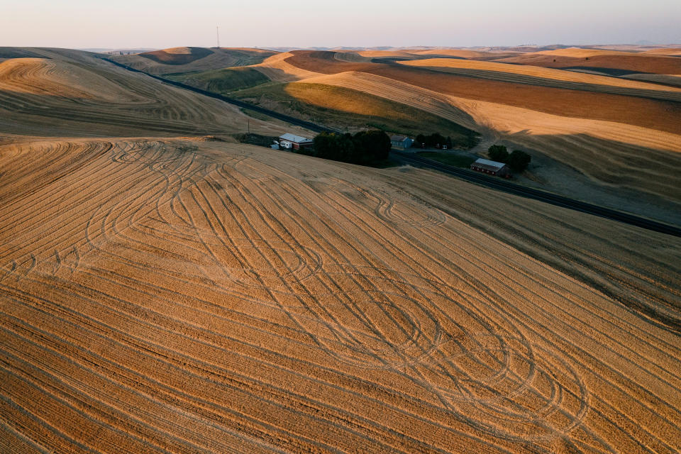 Wheat grown on the Palouse plains moves on barges through the dams bound for the Pacific.