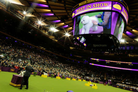 Flynn, a bichon frise is seen on the ring before winning the Best in Show at the 142nd Westminster Kennel Club Dog Show in New York, U.S., February 13, 2018. REUTERS/Eduardo Munoz