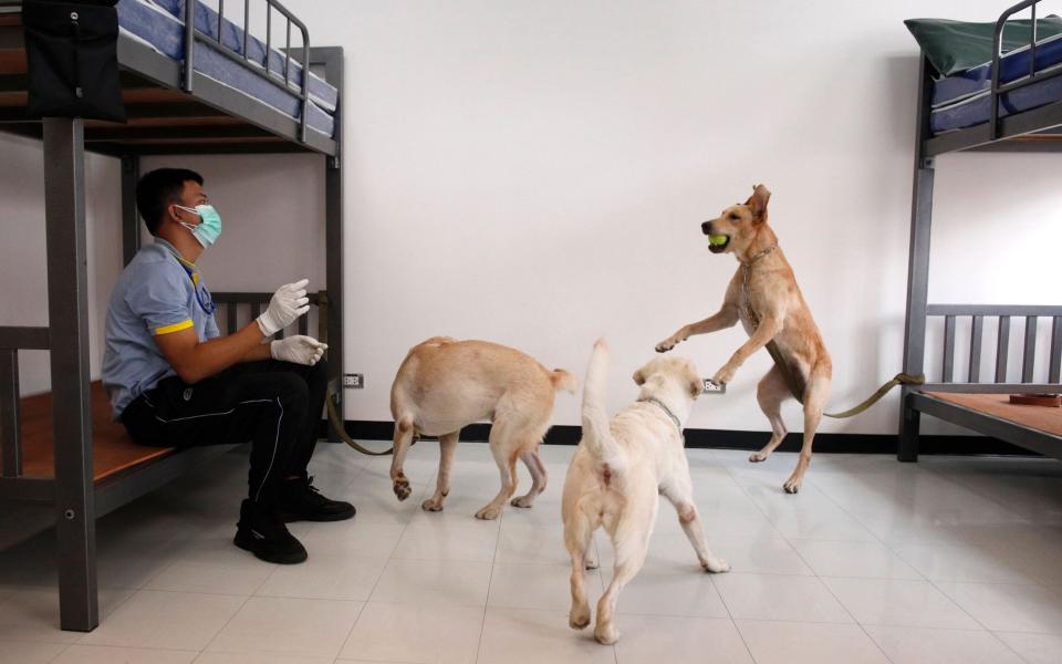 Angel, Bobby and Bravo undergo training to detect Covid-19 in patients - Shutterstock