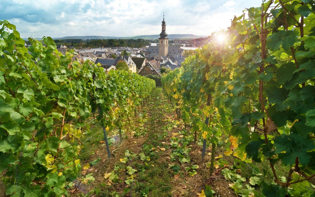 The pretty wine-making town of Rüdesheim is a highlight on most Rhine cruises - andrewburgess