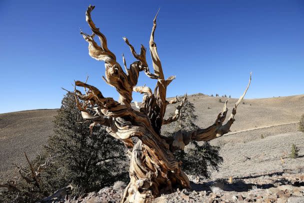 PHOTO: A 4,853-year-old Great Basin bristlecone pine tree known as Methuselah is growing high at Ancient Bristlecone Pine Forest in the White Mountains of Inyo County in eastern California on Nov. 28, 2021. (Anadolu Agency via Getty Images, FILE)