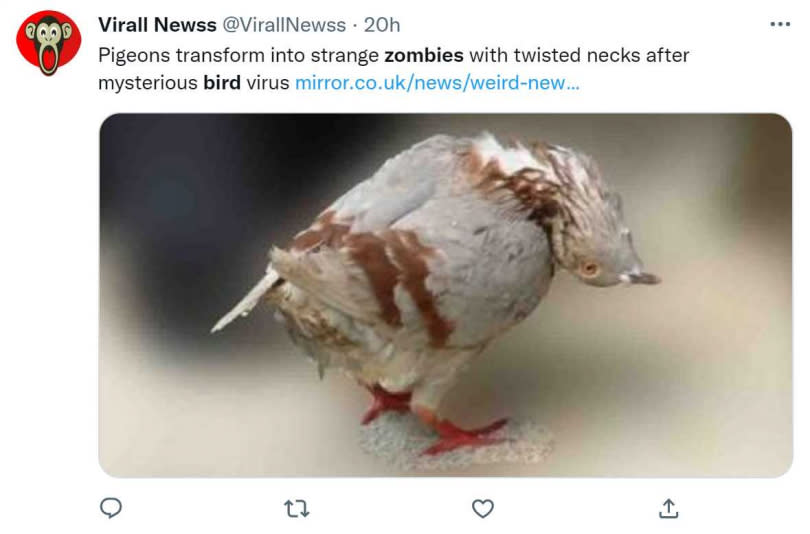 英國大量鴿子疑染怪病 「殭屍化」。（圖／翻攝自@VirallNewss推特）
