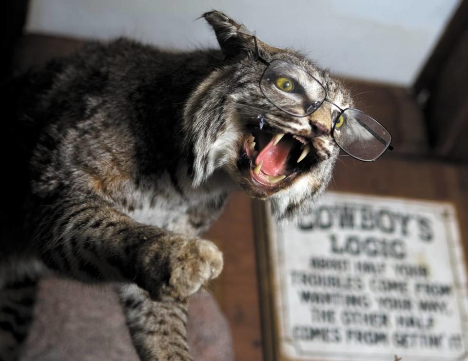 A bobcat with eyeglasses is one of the many eclectic decorations at the Shell Beach restaurant.