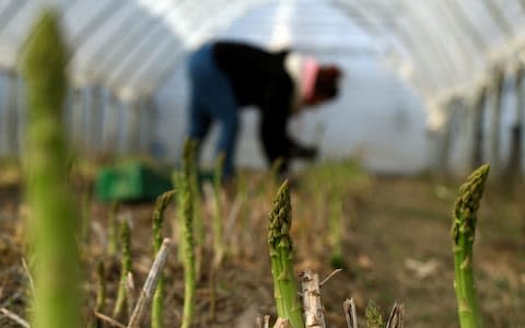 Staff harvest asparagus at Maurice Dussex market gardener in Saillon