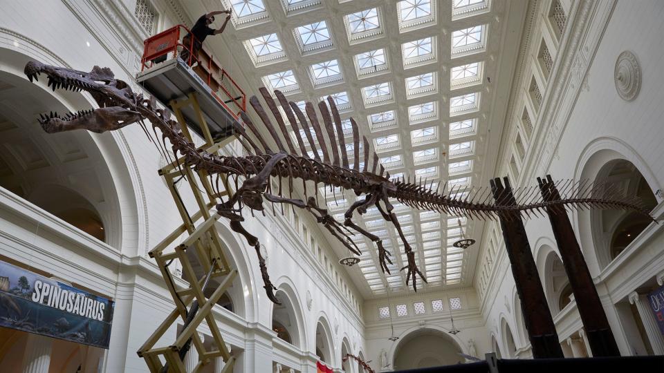 A person on a machine elevating them high in the air to finish assembling the Spinosaurus cast at The Field Museum.