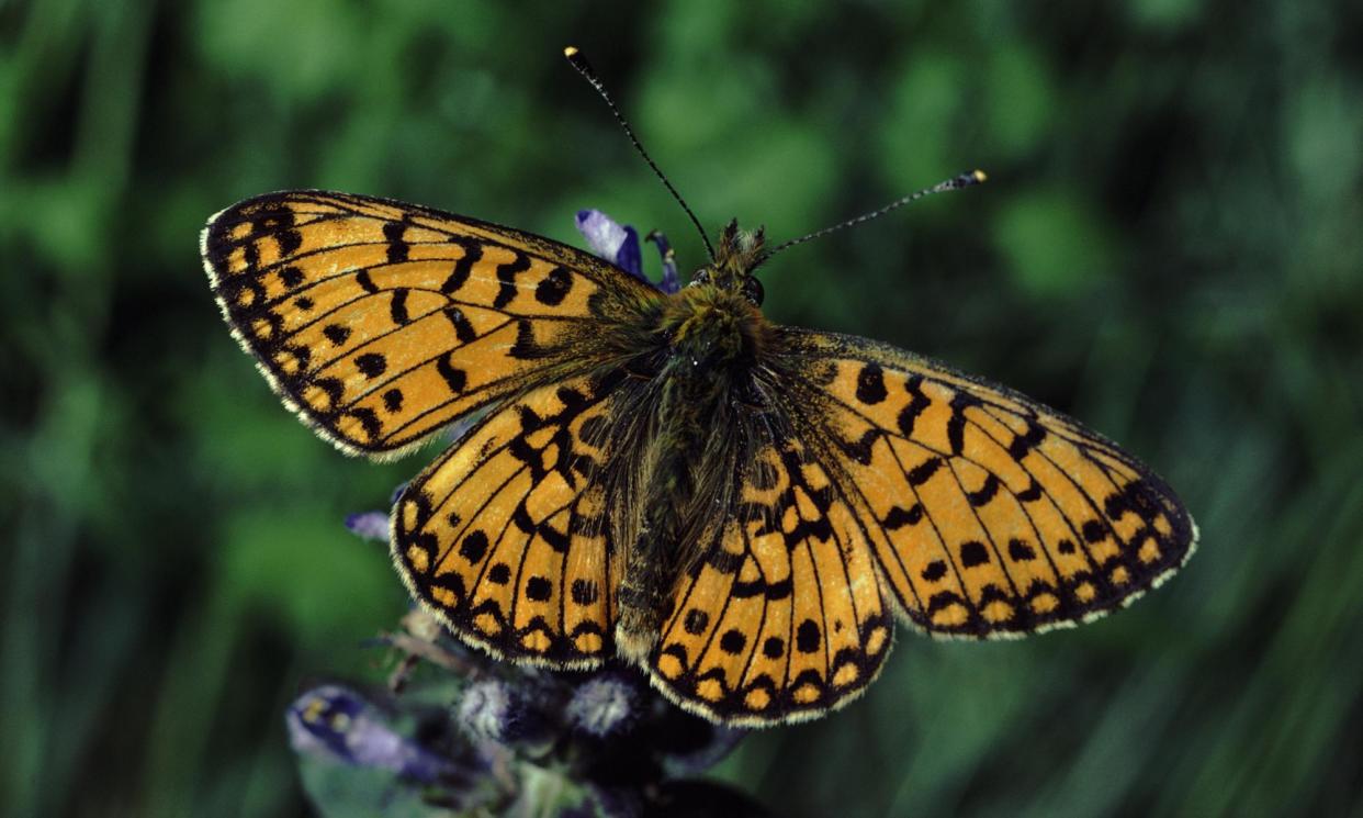 <span>The small pearl-bordered fritillary, a butterfly whose numbers have declined owing to factors such as wetland drainage and global heating.</span><span>Photograph: Duncan Mcewan/Nature Picture L</span>