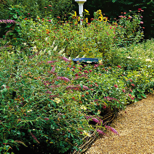 Butterfly Bushes