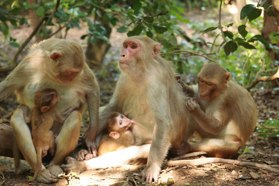 five monkeys relax together;  two little ones are breastfeeding