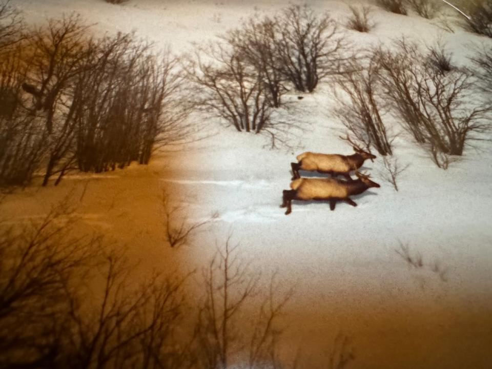 Scientists spotted elk in the Burwash area south of Sudbury in the mid-1990s, who had been part of a reintroduction effort from the 1930s, inspiring them to try to bring more elk to Ontario from Alberta. 