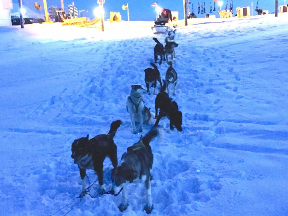 Dog sledding 36