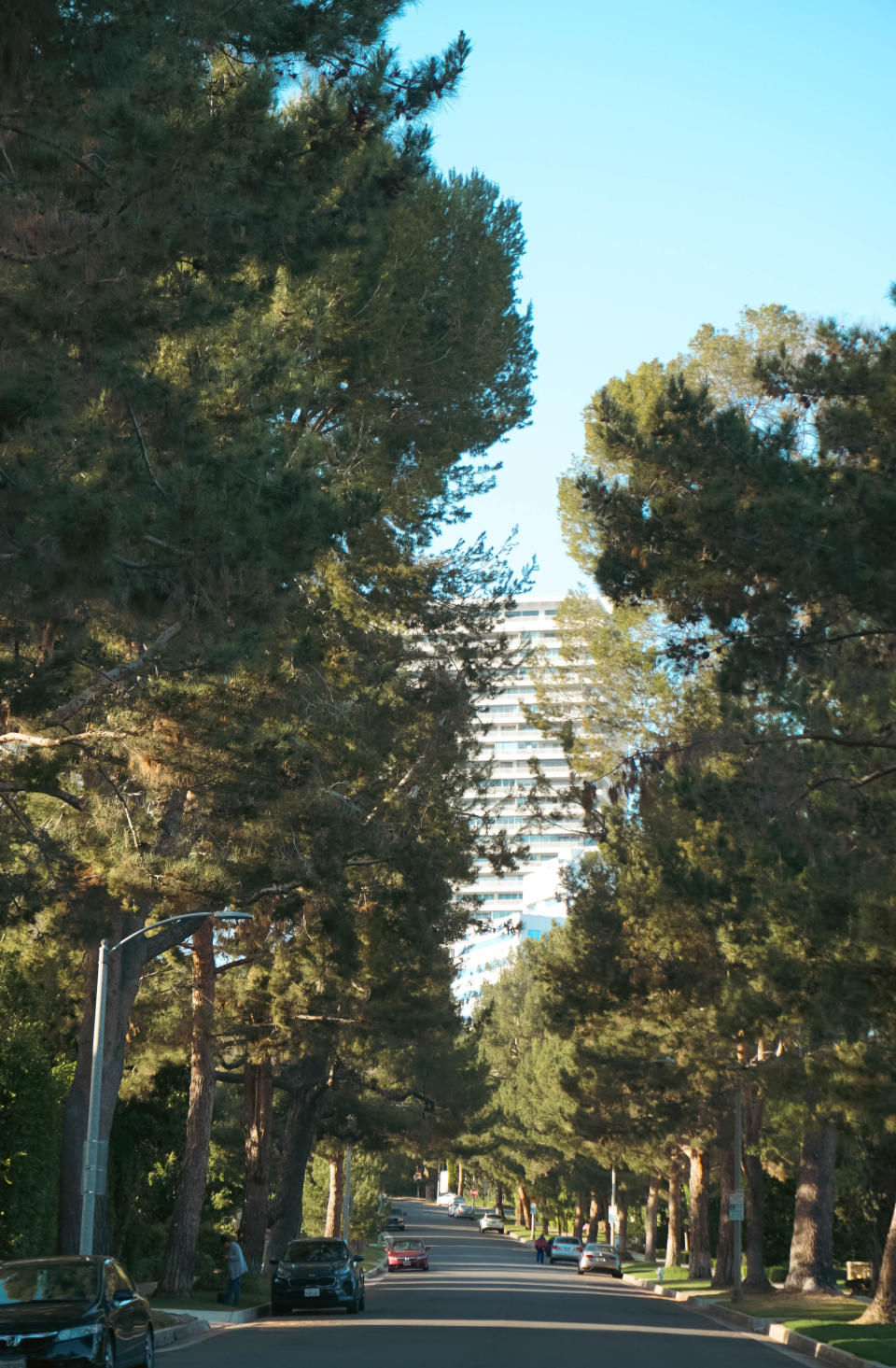 Large pine trees line a Beverly Hills street leading to a large building