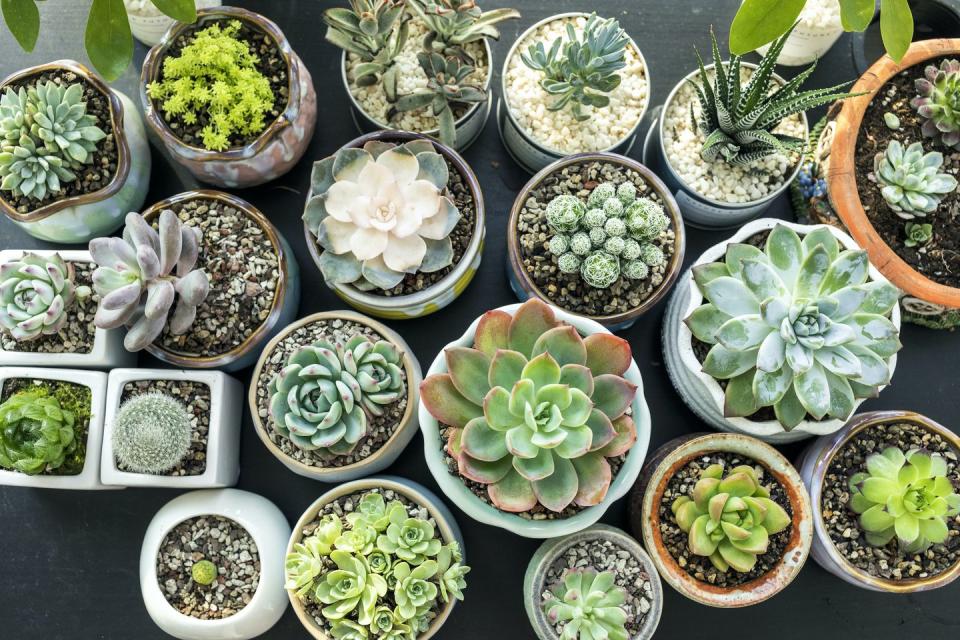 21) Succulents and cacti