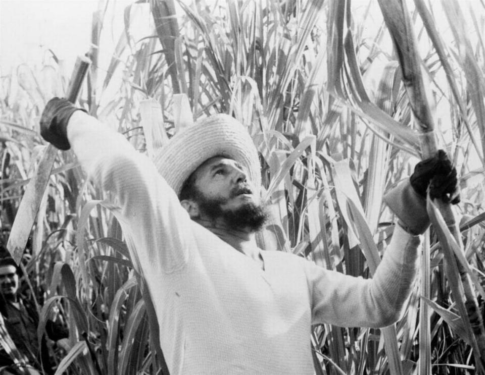 In this Feb. 13, 1961, file photo, Cuban leader Fidel Castro cuts sugar cane. Cuba was once of the world’s main exporters of sugar, but production has fallen so much that the country has been forced to import it.