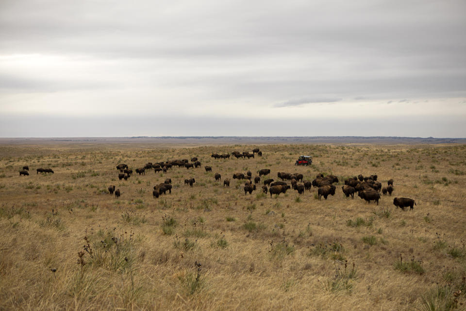 A herd of bison roam the prairie landscape at the Wolakota Buffalo Range near Spring Creek, S.D. on Friday, Oct. 14, 2022. The range stretches over 28,000 acres and is home to over 1,000 buffalo. (AP Photo/Toby Brusseau)