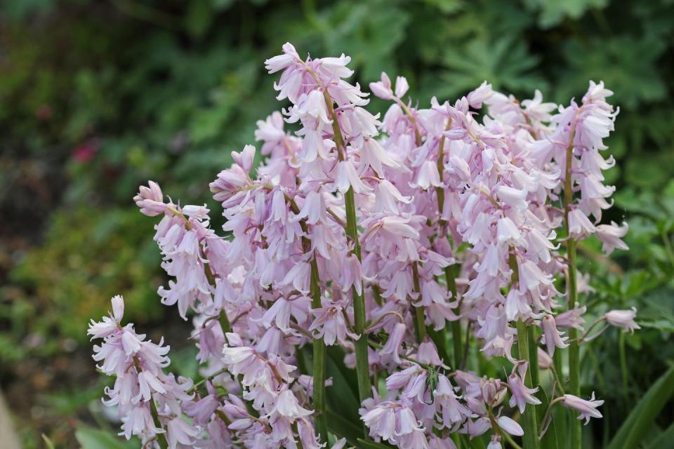 Pink Bluebells