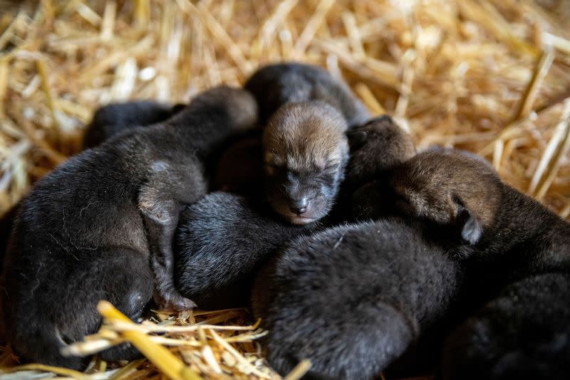 Red wolf pups lie at Point Defiance Zoo & Aquarium in Seattle, Washington