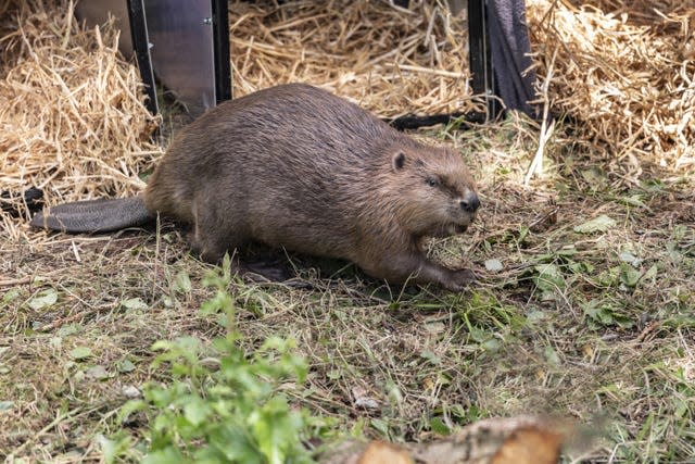 Baby beaver