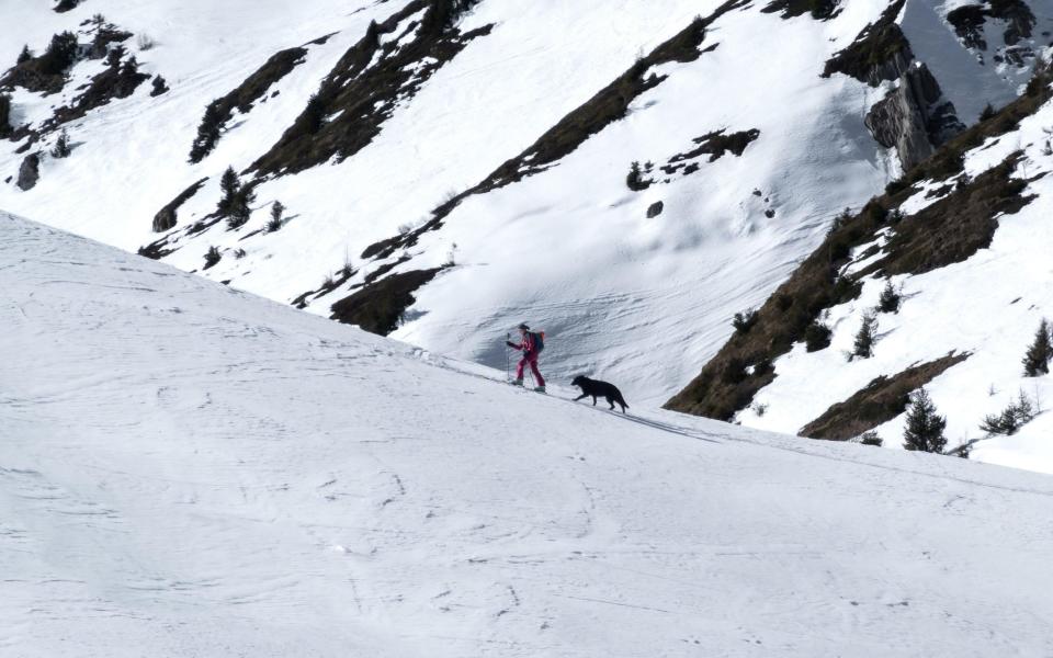 Ski tourer with dog in Chamonix, France