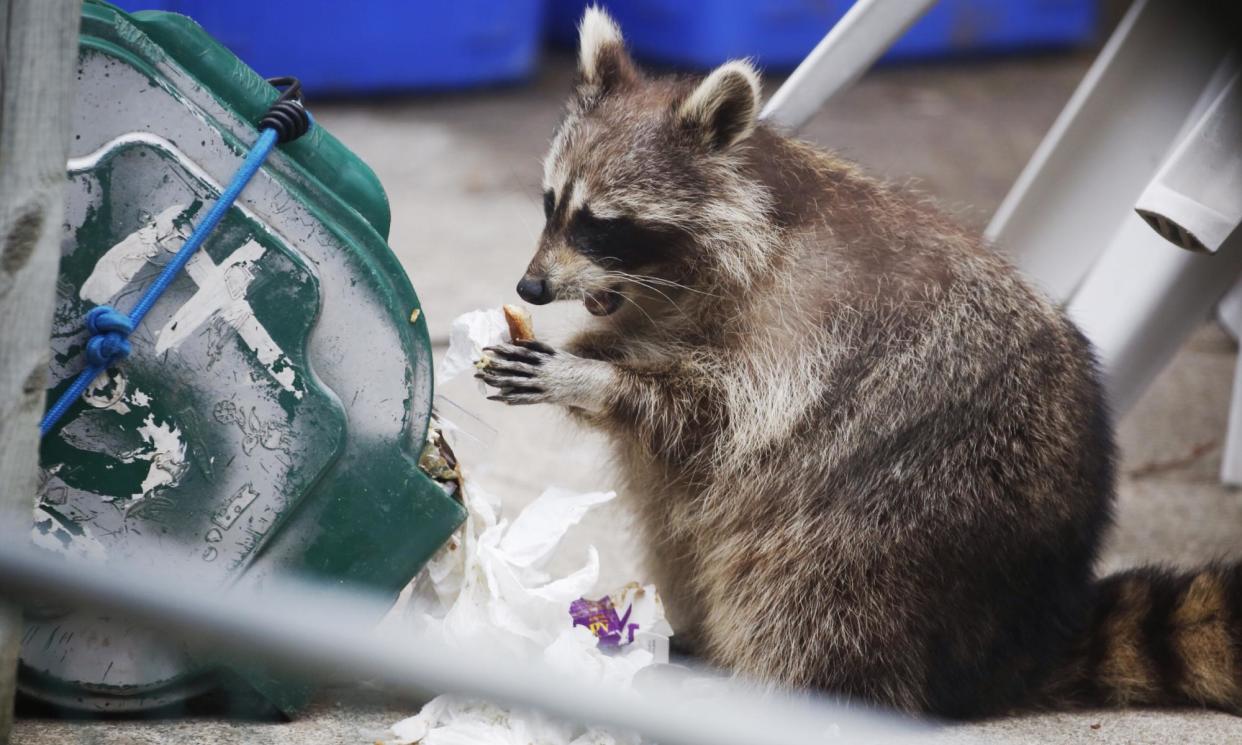 <span>A raccoon has lunch from a green bin in Toronto.</span><span>Photograph: Randy Risling/Toronto Star/Getty Images</span>