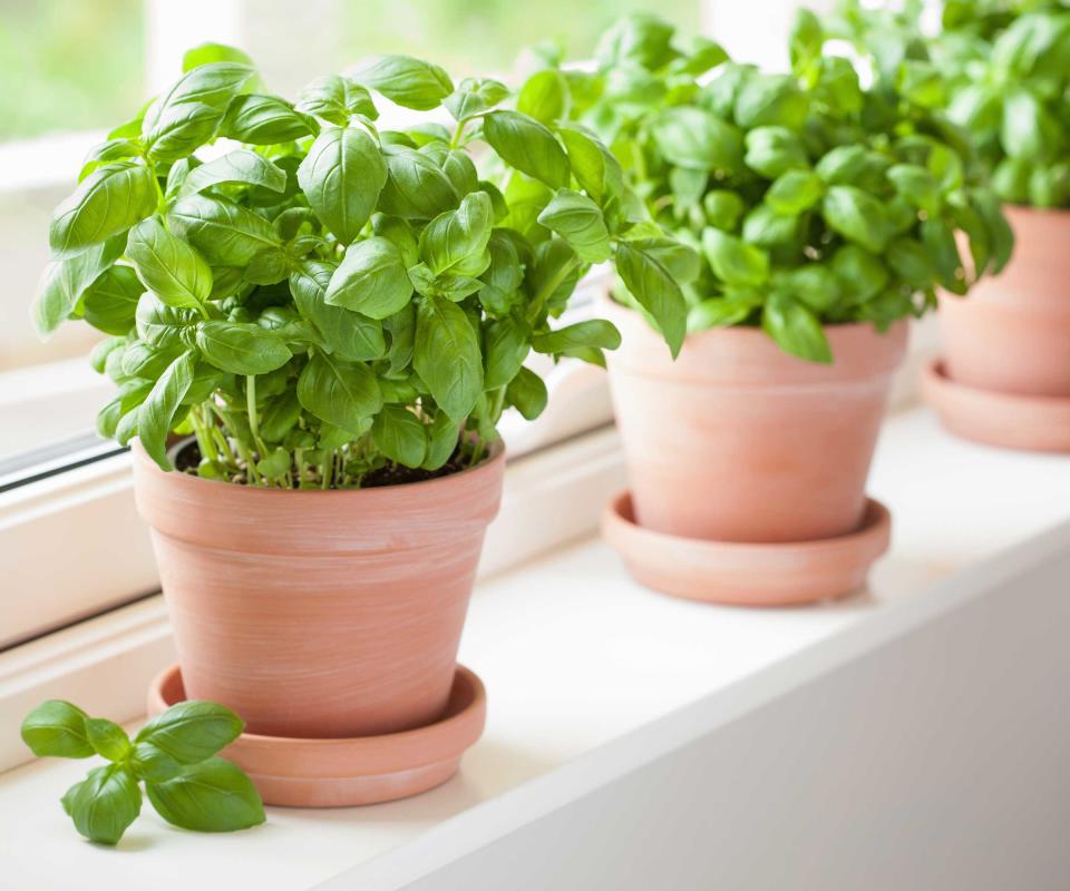 8. Grow fresh herbs