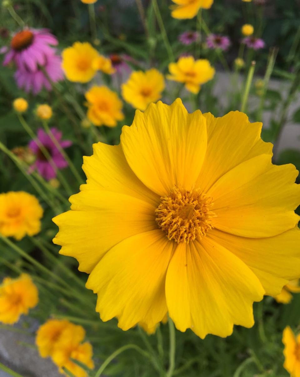 Coreopsis