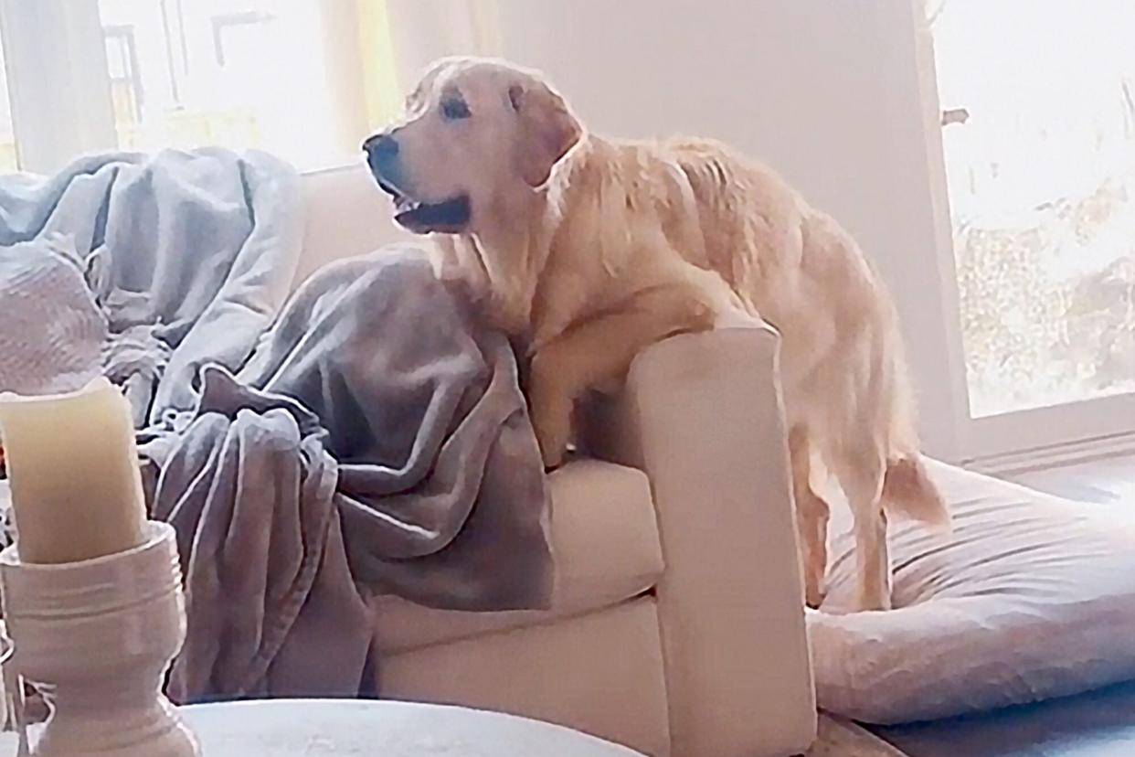 dog reacts to dog cartoon near sofa