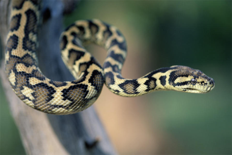 Australian python missing in Cronulla, Sydney: Troy Murphy received a note about his neighbour's missing Australian python. 