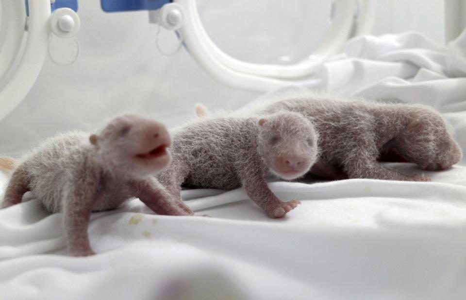 Newborn giant panda triplets, which were born to giant panda Juxiao (not pictured), are seen inside an incubator at the Chimelong Safari Park in Guangzhou, Guangdong province August 4, 2014. (REUTERS/China Daily)