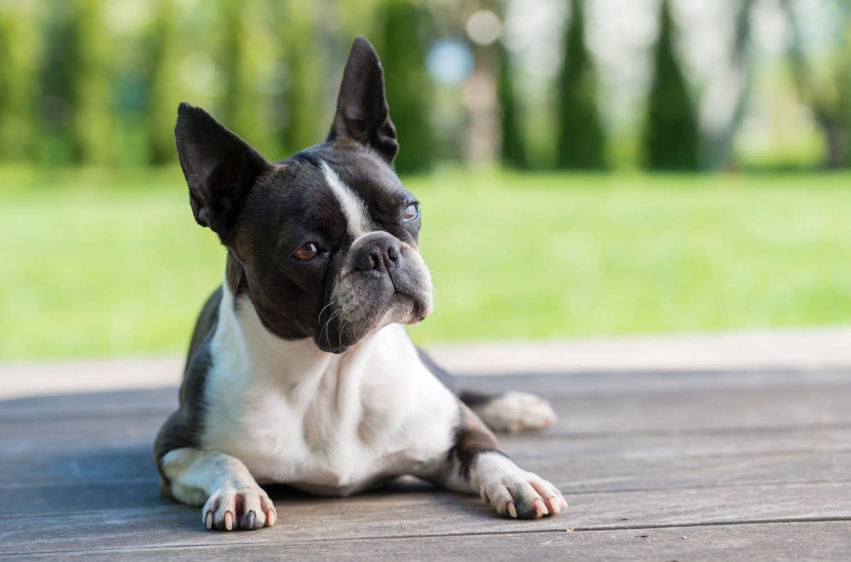 Boston Terriers are #8<p>Shutterstock -bubutu</p>