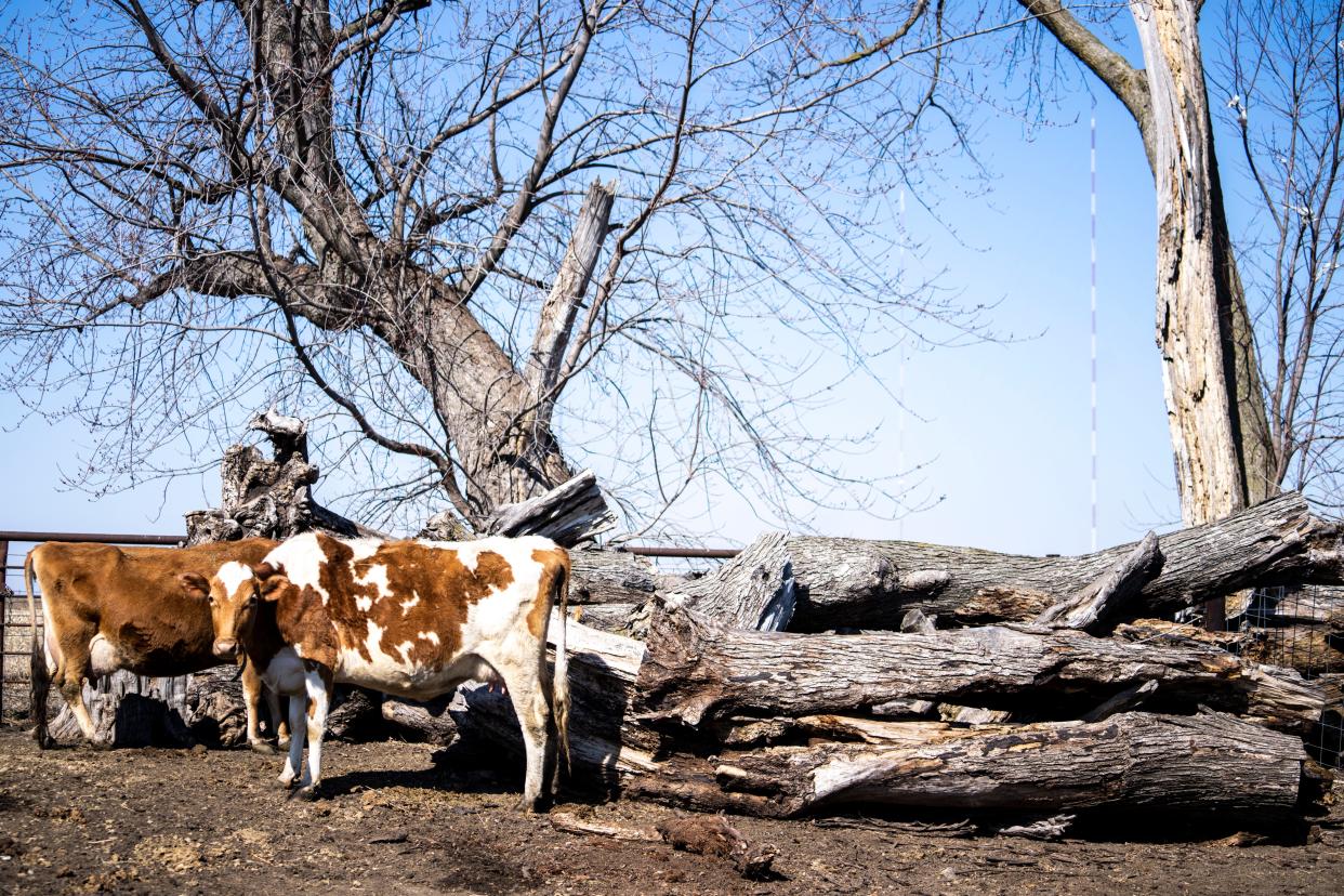 Cows sit next to fallen trees after a derecho at the Wattonville farm in Alleman.